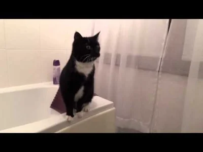 d.....k - #koty #youtube #caturday



Gruba rozkmina przy lustrze...
