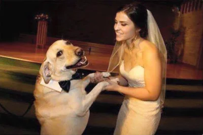 Nadrill - trzymam psa gdy wesele gra