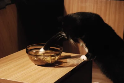 thymotka - Martwi mnie mój kot.

Od zawsze był trochę dziwny. Lubi pić wodę z kubka...