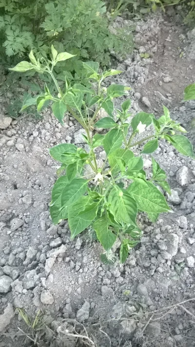 JachuPL - Rocoto, które pięknie kwitło, ale nic poza tym ( ͡° ʖ̯ ͡°) Co do ziemi - to...