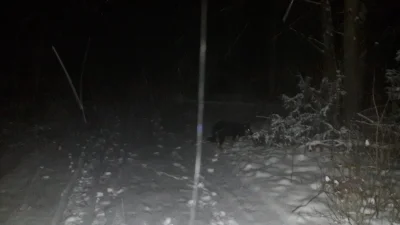 PrzypadkowyNick - Jedna z rzeczy którą lubię najbardziej zimą to nocne spacery po les...