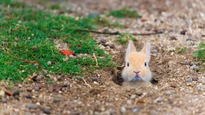 MauMau - #dziendobry Mirki ʕ•ᴥ•ʔ
Poznajcie małego króliczka na dziś #pasztetnasniadan...