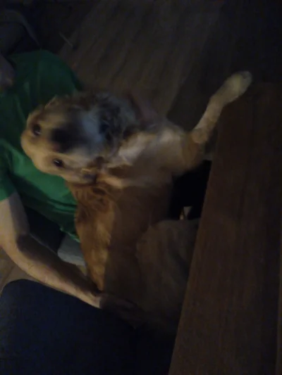 LuciferTheDog - Podaj że piwa kobieto ... #pies #psy #pokazpsa #goldenretriever #tylk...