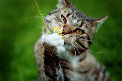 koci-lapci - Mmm mleczyk! :D 



#koty #pokazkota
