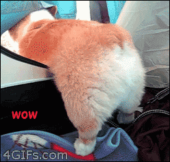 Shagga - #doge #piesel #gif #zwierzeta