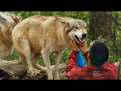 Wulfi - #wilk #wilki #zwierzeta #zwierzaczki #smiesznypiesek - #wulfi