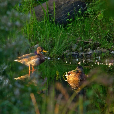 sedros - Hobbystycznie fotografuję przyrodę. Odkąd zacząłem zapuszczać się w różne kn...