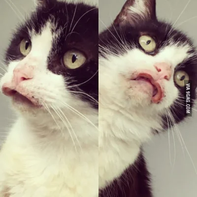 mieszalniapasz - #koti #alergia

Kot z uczuleniem na pokarm