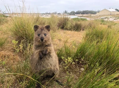 mfek00 - Siemanko, witam w mojej kuchni
#quokka #quokkanadzis #zwierzaczki