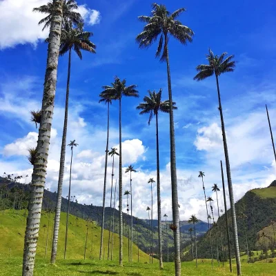 Whereispiotr - Kolumbijska dolina Cocora słynie z najwyższych palm na świecie. Można ...