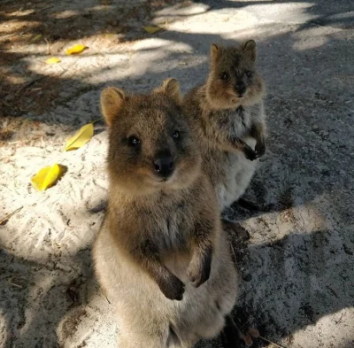 aloszkaniechbedzie - Dream team day

#quokkanadzis #quokka #zwierzaczki