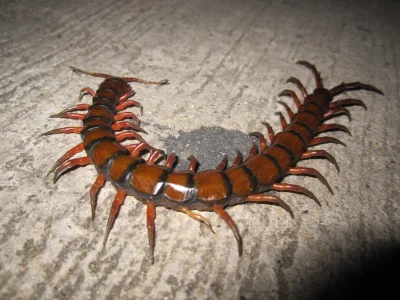 boben - Skolopendra olbrzymia (Scolopendra gigantea) - to kawał #!$%@? występuje Połu...