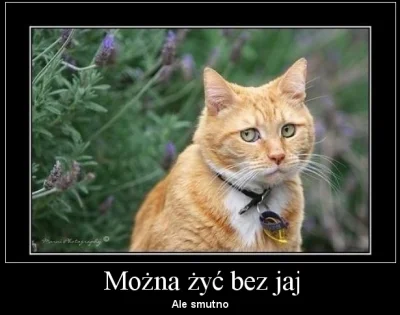 MrocznyPaszteciarz - #obrazki #humor #koty #siersciuch