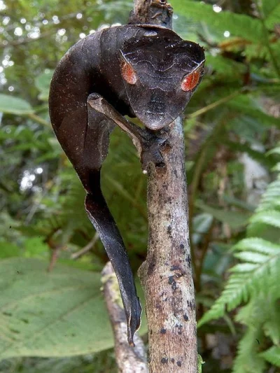 K.....z - Uroplatus phantasticus, - Satanic Leaf Tailed Gecko



Prawie jak jakiś dem...