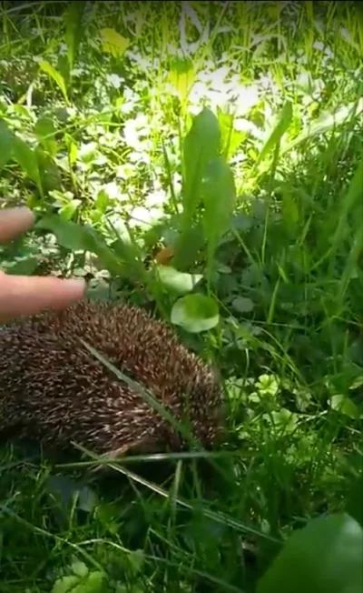 trach - Kiedyś myślałem że Tiger jest gimbusem i ciotom ale teraz kiedy pogłaskał jeż...