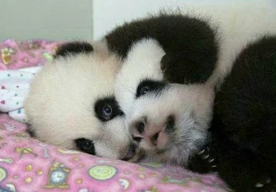 Najzajebistszy - (｡◕‿‿◕｡)

#zwierzaczki #panda #dziendobry