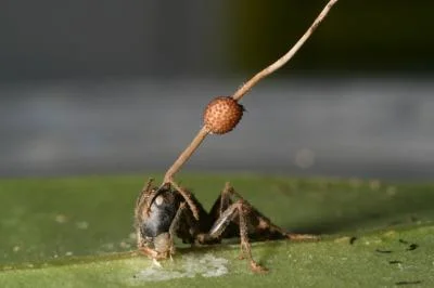 trebeter - Zombie mrówka zarażona przez grzyba.
Po zarażeniu mrówka ucieka z mrowisk...