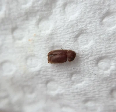 ropppson - Co to za robak? Wielkość około 2mm 
#entomologia #biologia #pytanie #pytan...