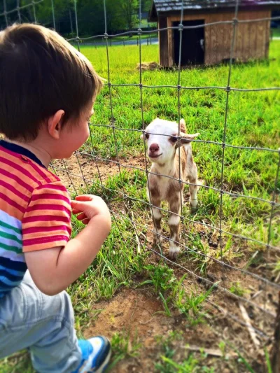 goferek - #smiesznypiesek #goatboners