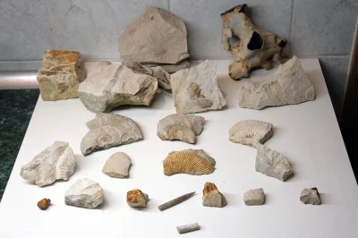 Mcmaker - Pierwszy poważny wypad na poszukiwanie skamielin do kamieniołomu ;)

Efekt ...
