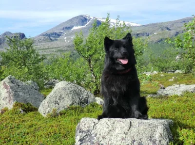 johanlaidoner - Szwedzki Lapphund- typowy pies Skandynawii.
Szwedzki Lapphund (szw. ...