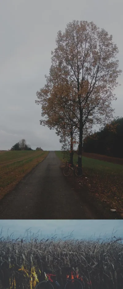 scratcher - 434158 - 54 = 434104

W tym tygodniu to już 54km!
#rowerowyrownik #wyk...