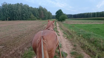 karolkopanko - @bepavuy: Do tej pory nie było takiego problemu. Zwykle polnymi drogam...