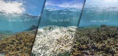 Sierkovitz - Wielka Rafa Koralowa umiera. W 2016 wyblakło 2/3 północnego obszaru rafy...