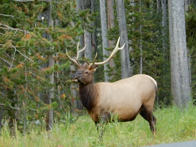 StanDembinsky - @phon_tour: będąc w Yellowstone zaliczyłem potkanie z takim jegomości...