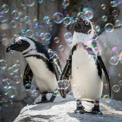 Juran - #juranzwierzaczki #pingwiny #pingwinboners #zwierzaczki