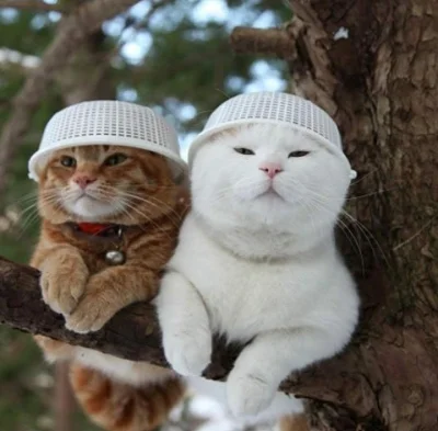 trusia - Kotki z durszlaczkiem życzą słonecznego dnia i pysznego obiadu (ʘ‿ʘ)
#koty #...