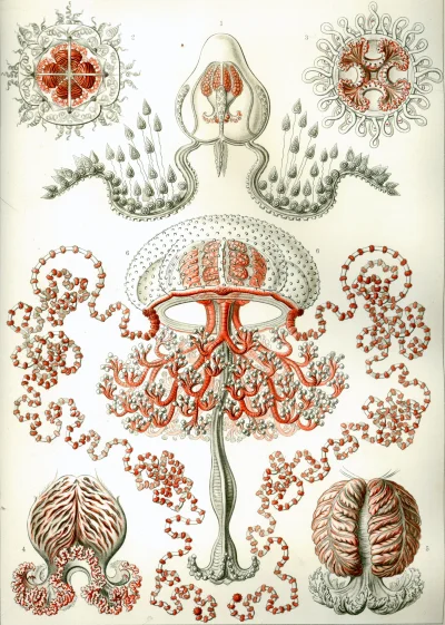 myrmekochoria