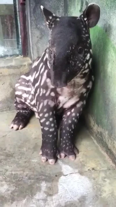 likk - tapirek, 

koniec na dziś, miłego zatem