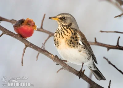 caprimulgus - Drozd kwiczoł ( Turdus pilaris ) wygląda niegroźnie, ale w obronie gnia...