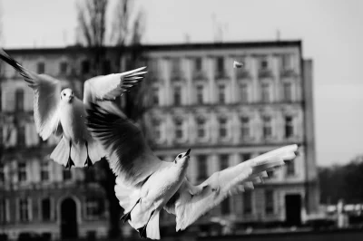 parathormon - Walka...



#wroclaw #ptaki #moje #fotografia #foto #nikon



Dla zaint...