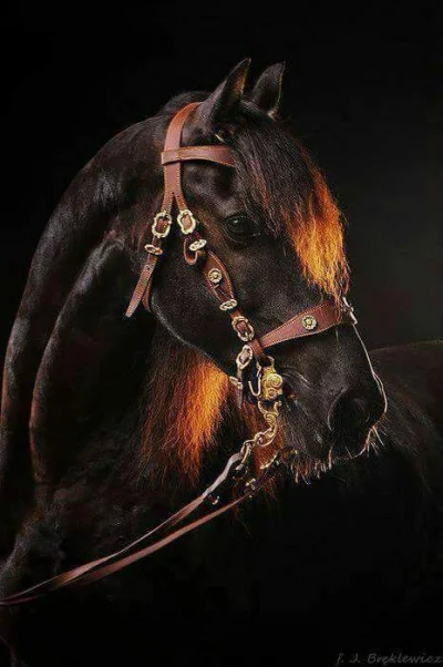 C.....r - #konie #zwierzaczki #kon