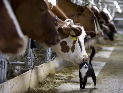 kapecvonlaczkinsen - Krowy liżo koty.
#zwierzaczki #krowiazmiana
