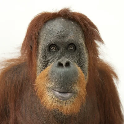 j.....y - Jako wyraz swojego oburzenia wstawiam zdjęcie orangutana.