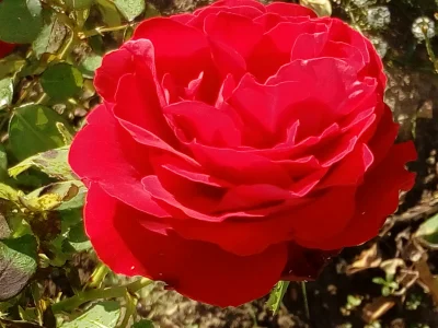 laaalaaa - Róża 94/100 z mojego ogrodu ( ͡° ͜ʖ ͡°)
#mojeroze #chwalesie #ogrodnictwo...