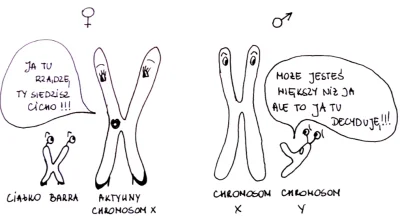 bioslawek - I co wy na to Panie?( ͡° ͜ʖ ͡°)



#nauka #biologia #chromosomy #obra...