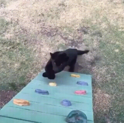 Ranfun - @CzoperekPL: Nie znalazłam mema, ale znalazłam kotki. Mam nadzieję, że lubis...