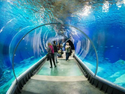 LeonardoDaWincyj - @gwaltochron: Możesz pójść do oceanarium jak np. we wrocławskim Zo...