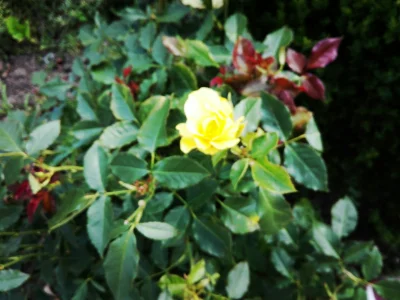 laaalaaa - Róża nr 47/100 
#mojeroze #ogrodnictwo #mojezdjecie #chwalesie