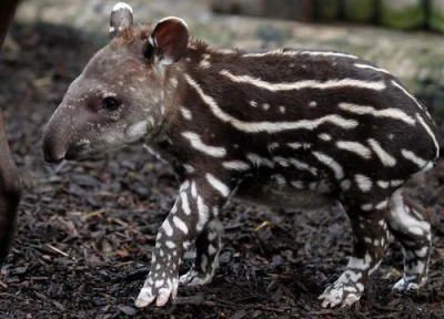 Tedeward - @matra: To przecież jest tapir.