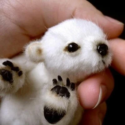 m.....i - A tak wygląda niedźwiedź polarny po urodzeniu. I może ważyć nawet pół kilog...