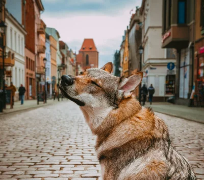 prankocsv - Pranko na dziś. 11/100 ・ᴥ・
Zapach toruńskich pierników_

Wincej na #pr...