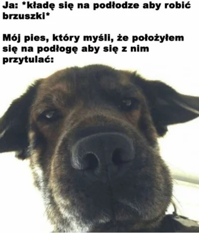 synkroladystrybutorow - #heheszki #humorobrazkowy #zwierzaczki #smiesznypiesek #psy