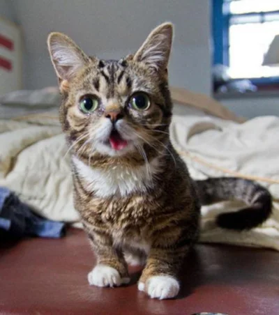 P.....2 - #kot #pokazkota #koty #lilbub