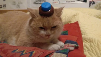 MSzopenTM - czapka
#pokazkota #koty #kot #katzenpfotchen