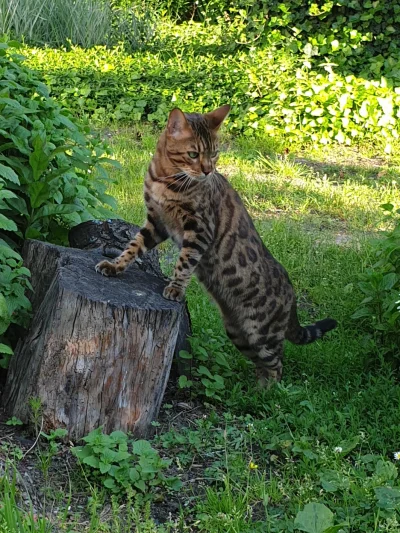 Masterczulki - Drapieżnik, zabójca. #bengal #pokazkota